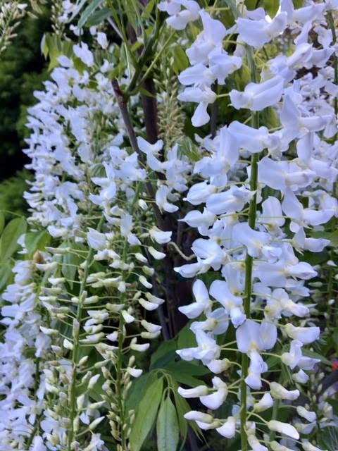 Wisteria ‘Shiro Noda’ (Wisteria floribunda) - Large