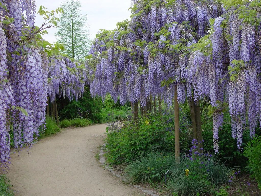 Chinese Wisteria (Wisteria sinensis) - Ladybird Nursery