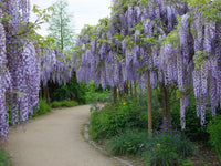 Chinese Wisteria (Wisteria sinensis) - Ladybird Nursery