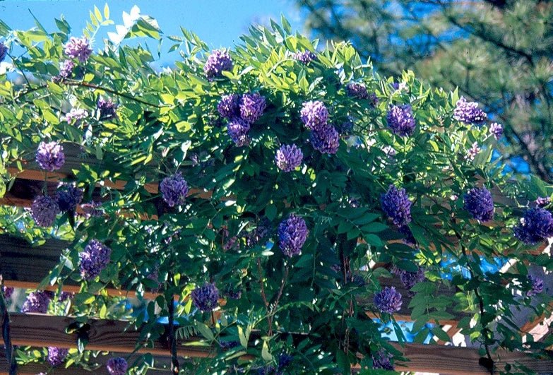 Wisteria Amethyst Falls (Wisteria frutescens) - Ladybird Nursery