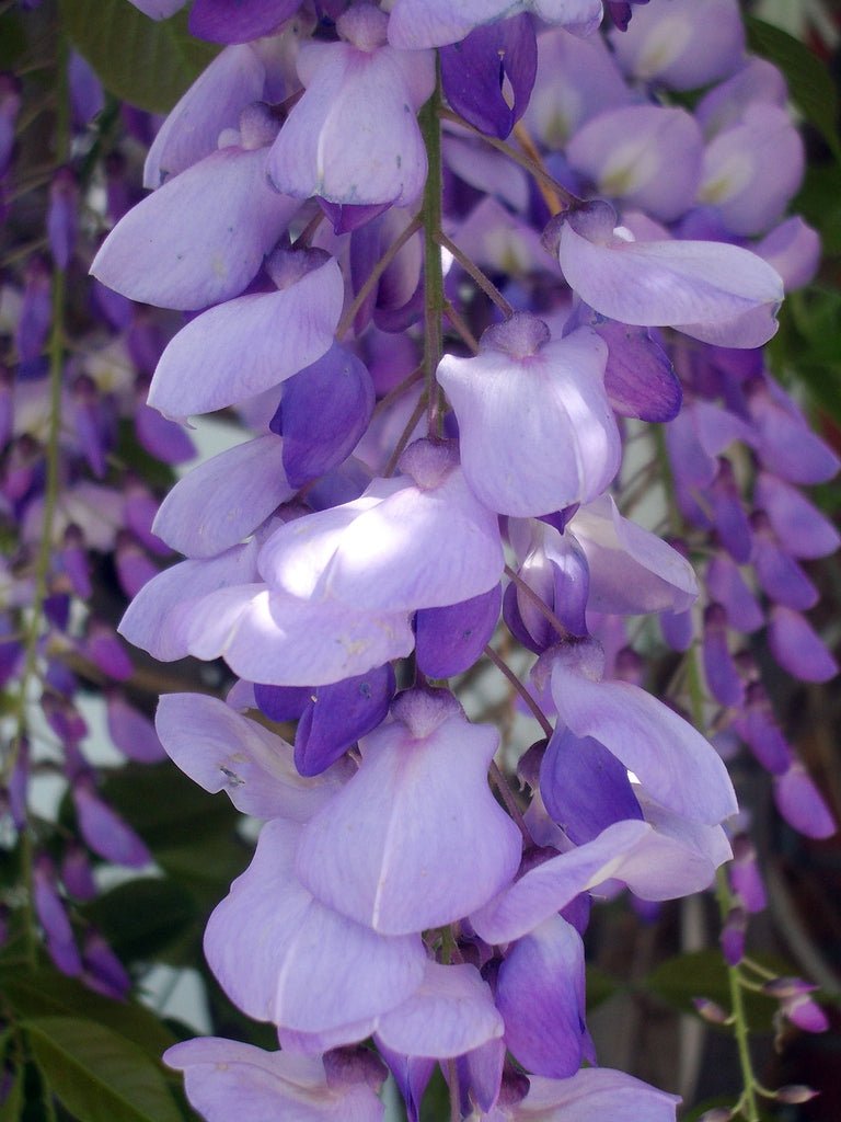Chinese Wisteria Amethyst Purple (Wisteria sinensis) - Ladybird Nursery