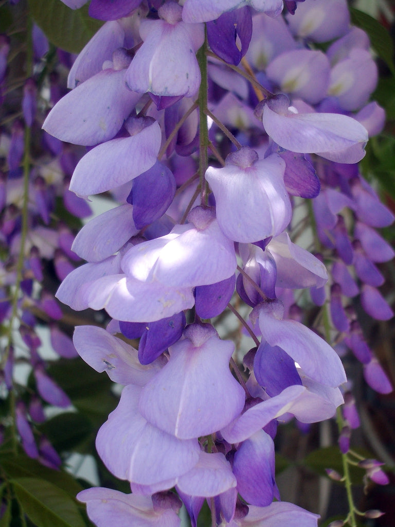 Chinese Wisteria Amethyst Purple (Wisteria sinensis)