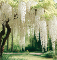 Wisteria White (Wisteria spp.) - Ladybird Nursery