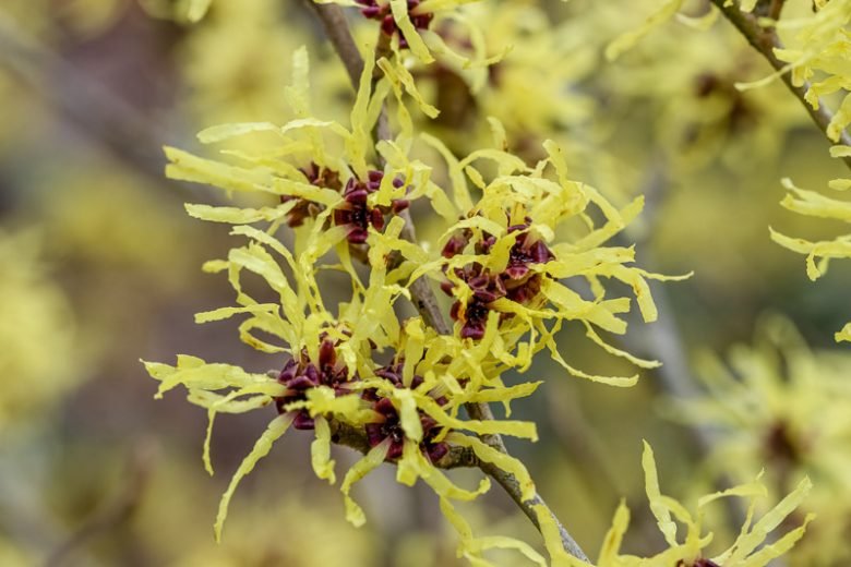 Witch Hazel ‘Sunburst’ (Hamamelis) - Ladybird Nursery