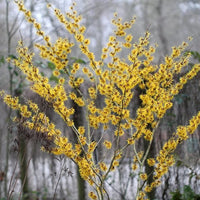 Witch Hazel ‘Sunburst’ (Hamamelis)