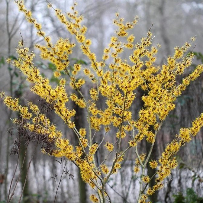 Witch Hazel ‘Sunburst’ (Hamamelis) - Ladybird Nursery
