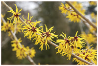 Witch Hazel (Hamamelis virginiana) 300mm Pick Up Only - Ladybird Nursery