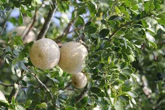 Wood Apple Fruit Tree