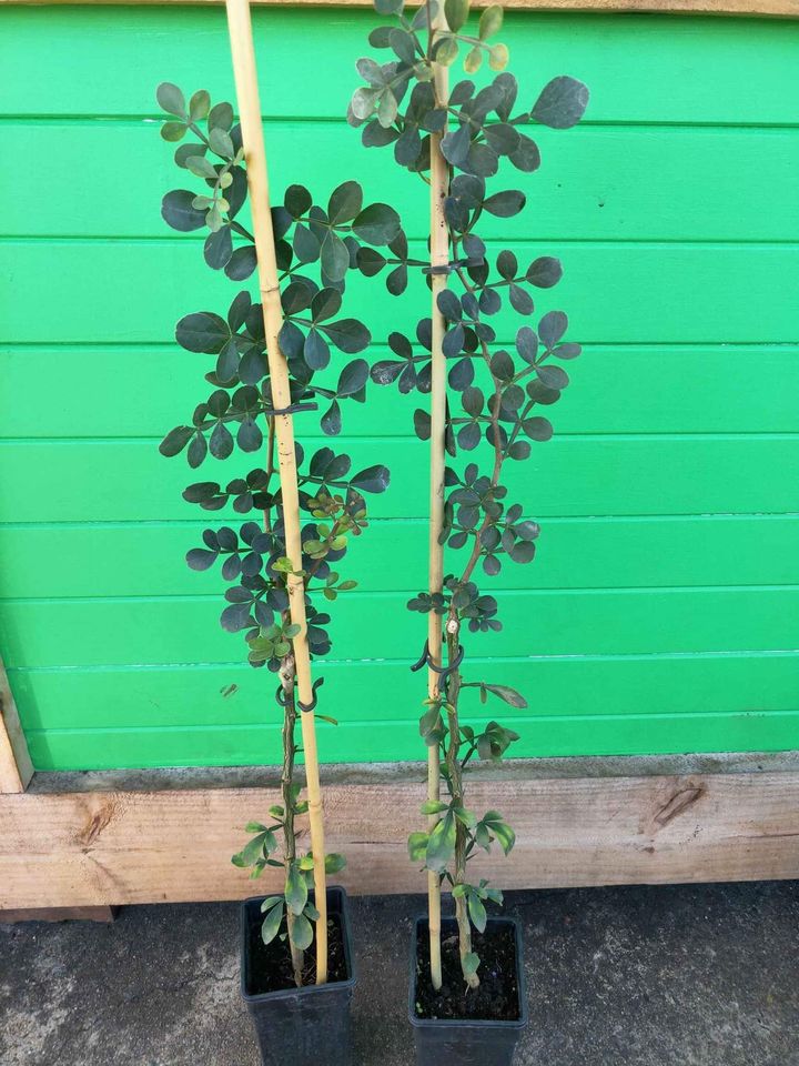 Wood Apple Fruit Tree