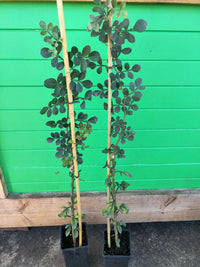 Wood Apple Fruit Tree