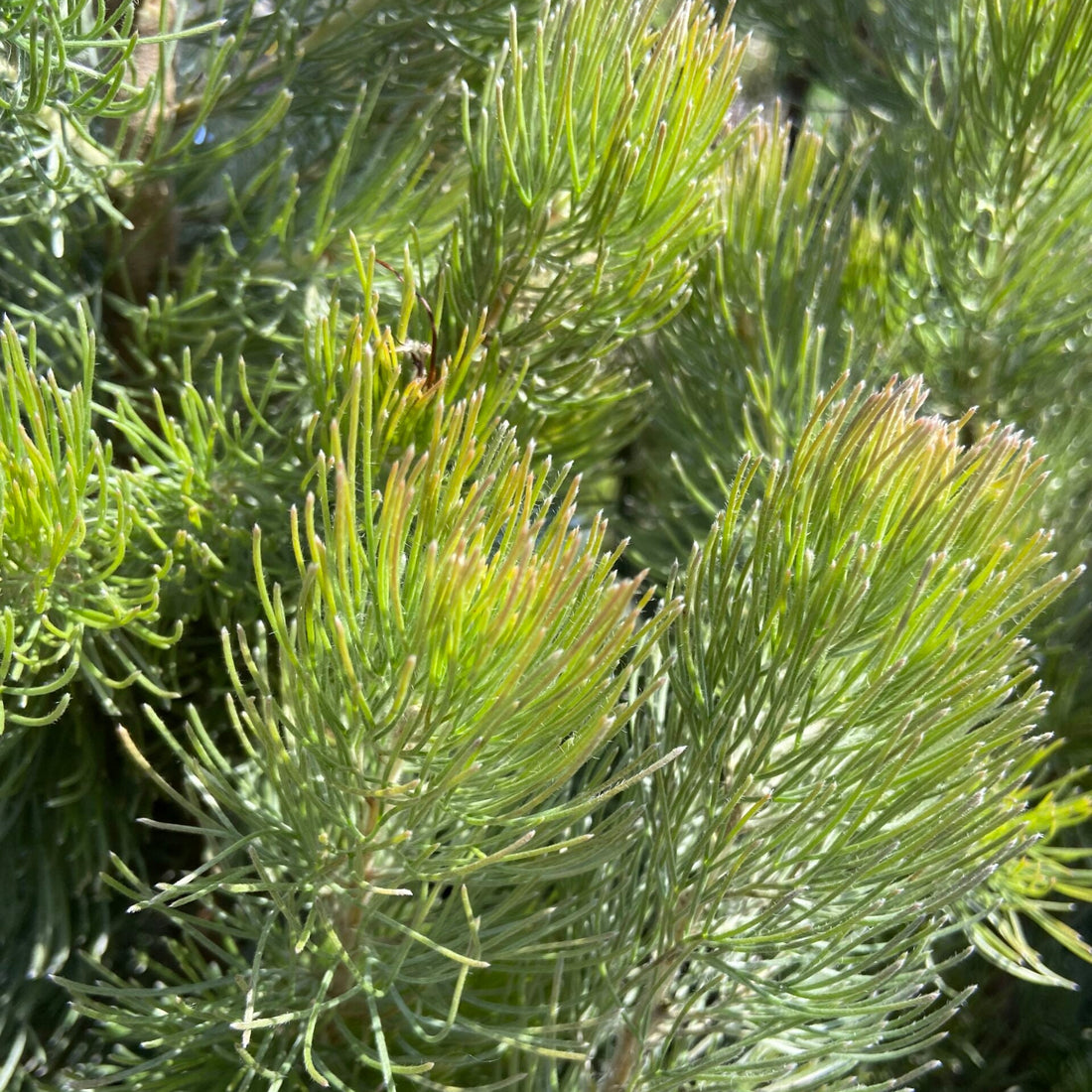 Woolly Bush Silver Streak (Adenanthos sericea) - Ladybird Nursery