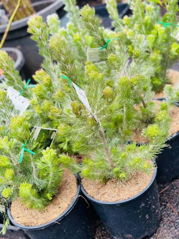 Woolly Bush Silver Lining (Adenanthos sericeus) - Ladybird Nursery