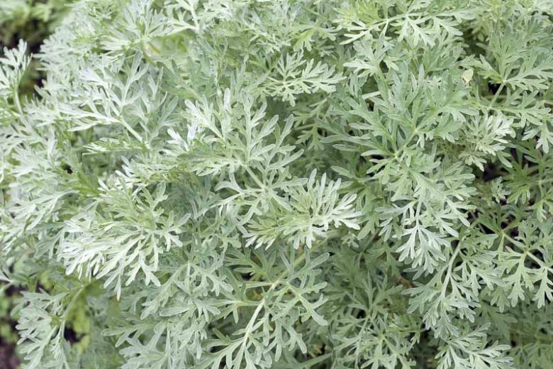 Artemisia absinthium (Wormwood)