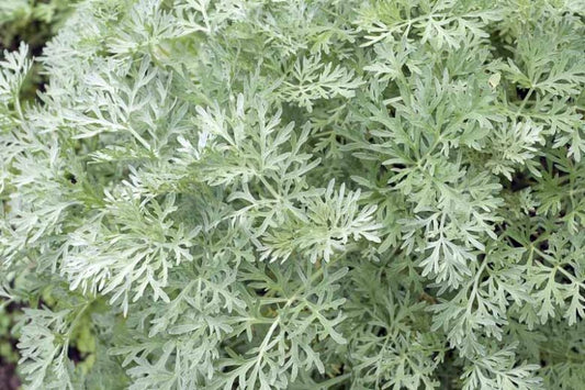 Artemisia absinthium (Wormwood)