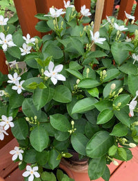 Wrightia 'Coral Swirl' - Ladybird Nursery