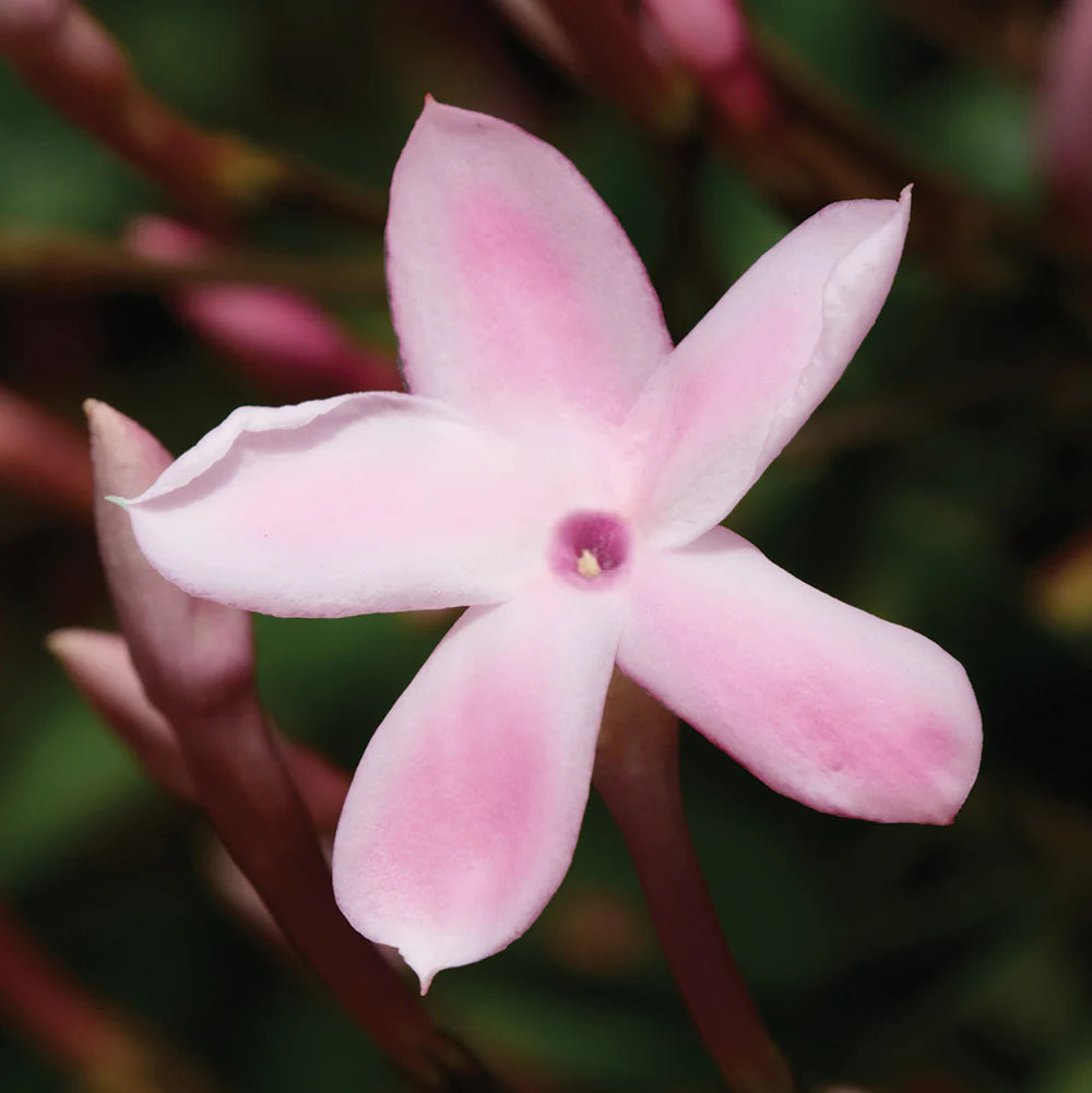 Pink Jasmine (Jasminum polyanthum)