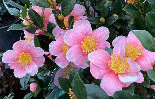 Camellia Mandy (Camellia japonica)