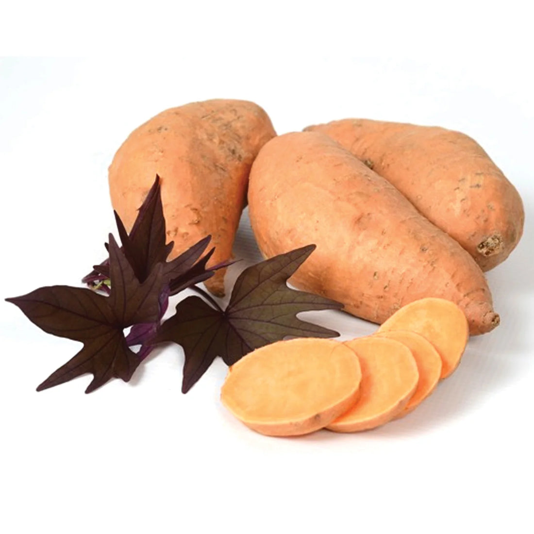 Sweet Potato - Treasure Island™ Manihi - Ladybird Nursery