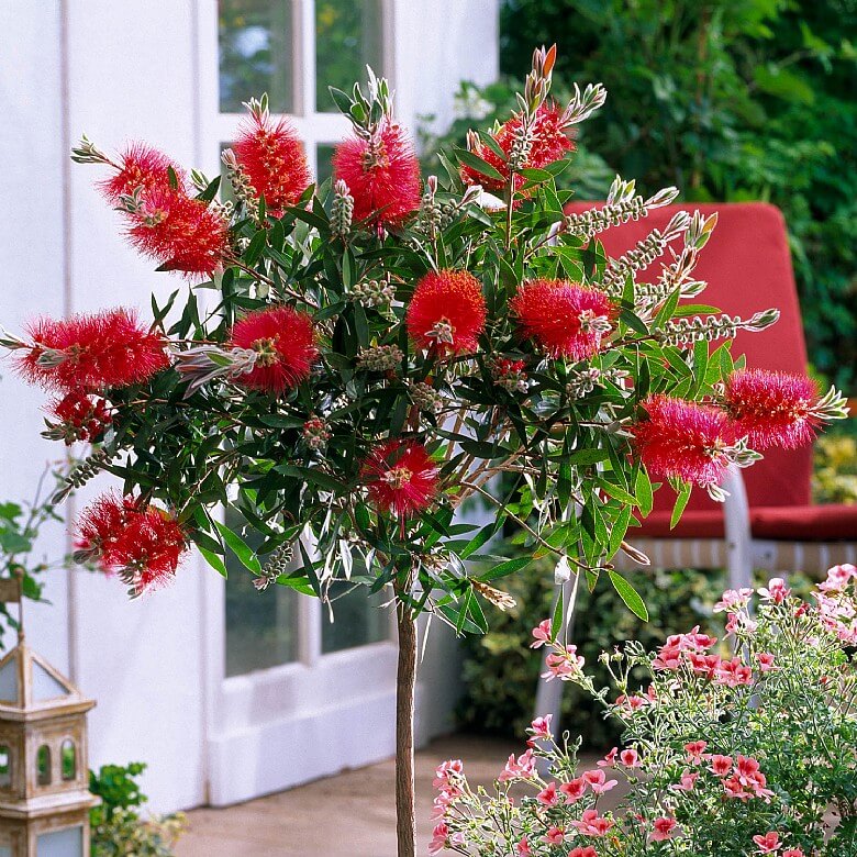 Weeping Bottlebrush Little Caroline (Callistemon viminalis)