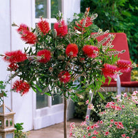 Weeping Bottlebrush Little Caroline (Callistemon viminalis)