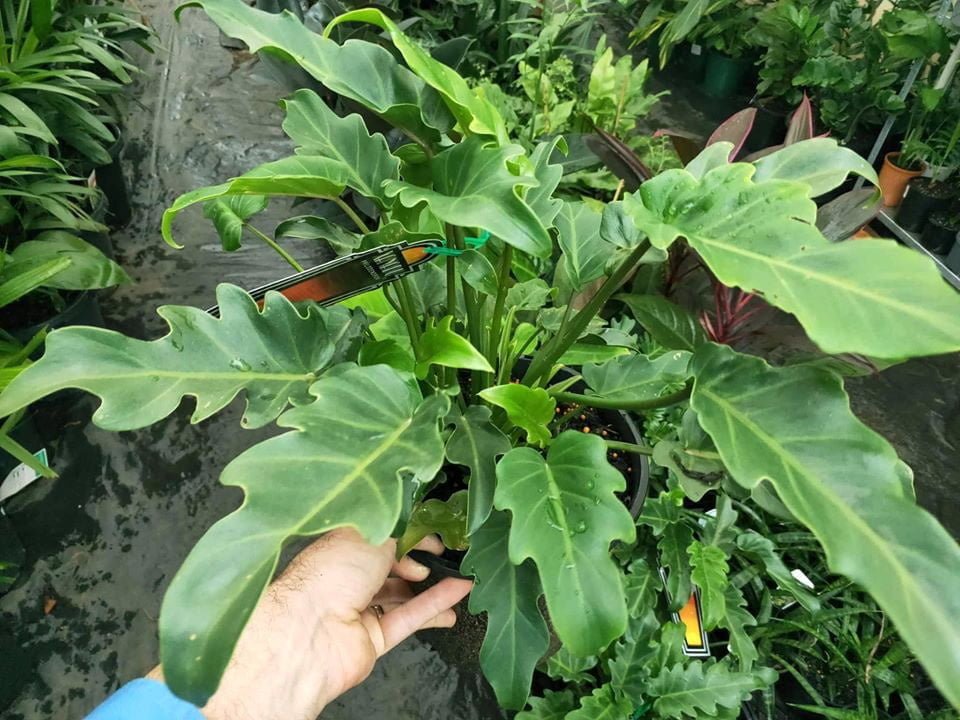 Philodendron 'Xanadu' - Ladybird Nursery