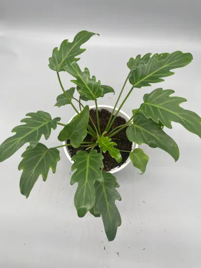Philodendron Xanadu Tissue Culture