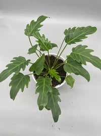 Philodendron Xanadu Tissue Culture