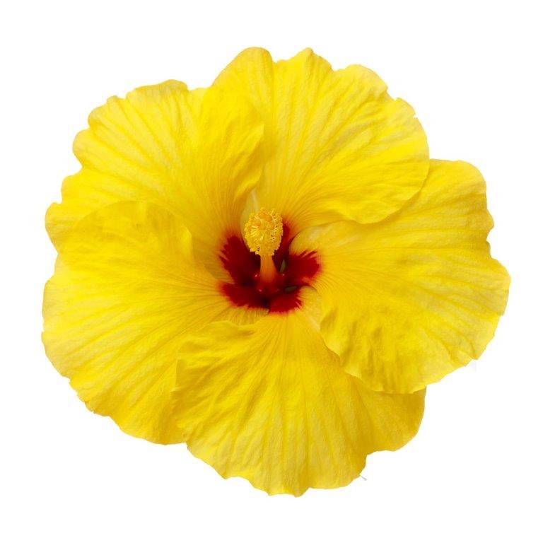 Hibiscus Flamenco™ Xanthe - Ladybird Nursery
