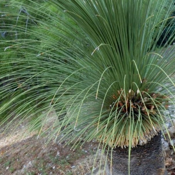Grass Tree (Size E) PICK UP ONLY - Ladybird Nursery