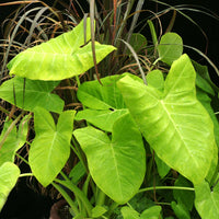 Elephant Ear Lime Zinger (Xanthosoma)