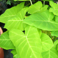 Elephant Ear Lime Zinger (Xanthosoma) - Ladybird Nursery