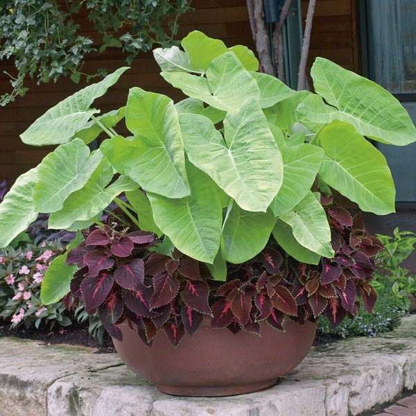 lime zinger elephant ear plant Elephant Ear Lime Zinger Plant – Buy Now! – Ladybird Nursery
