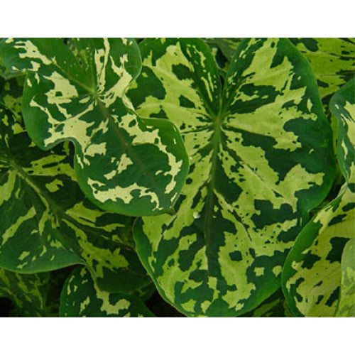 Elephant Ear aurea Tissue culture (Xanthosoma mafafa)