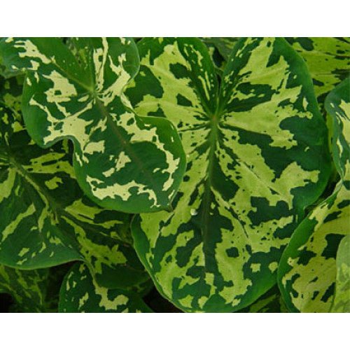 Elephant Ear aurea Tissue culture (Xanthosoma mafafa) - Ladybird Nursery