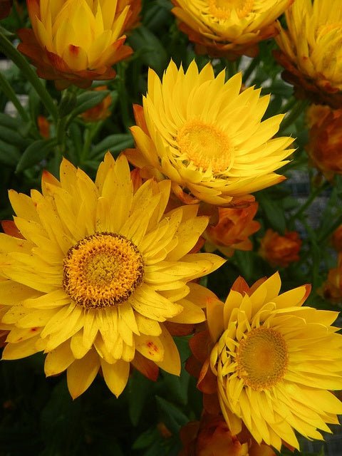 Strawflower Nielsens Gold (Xerochrysum) - Ladybird Nursery