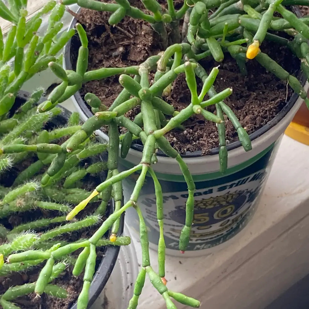 Rhipsalis spp. Assorted
