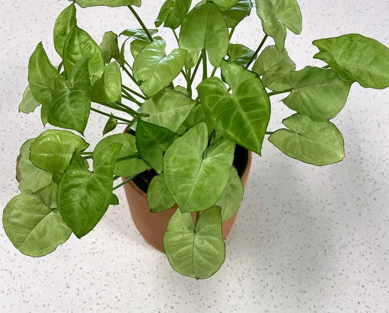 Syngonium Pixie - Ladybird Nursery