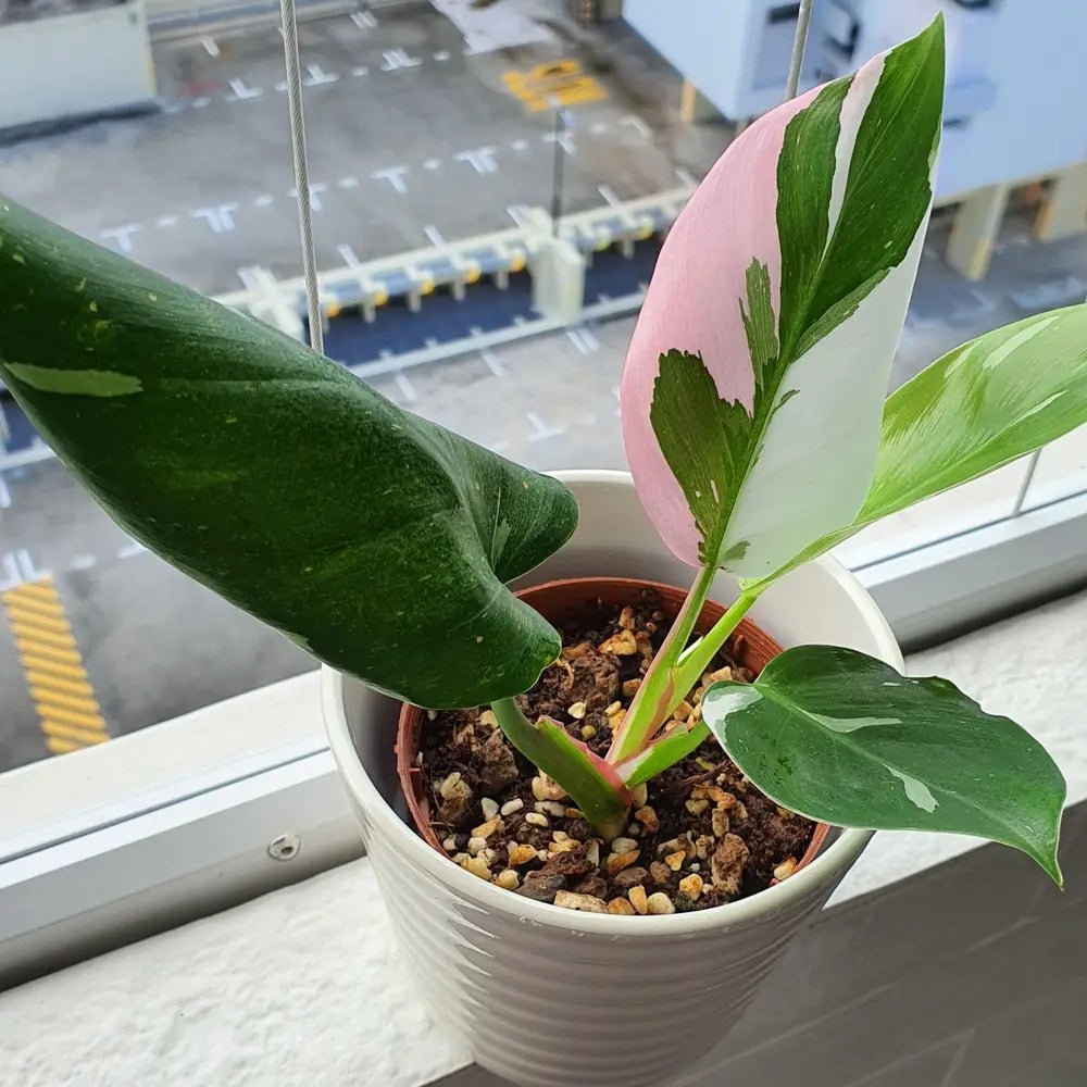Philodendron 'White Princess' - Ladybird Nursery