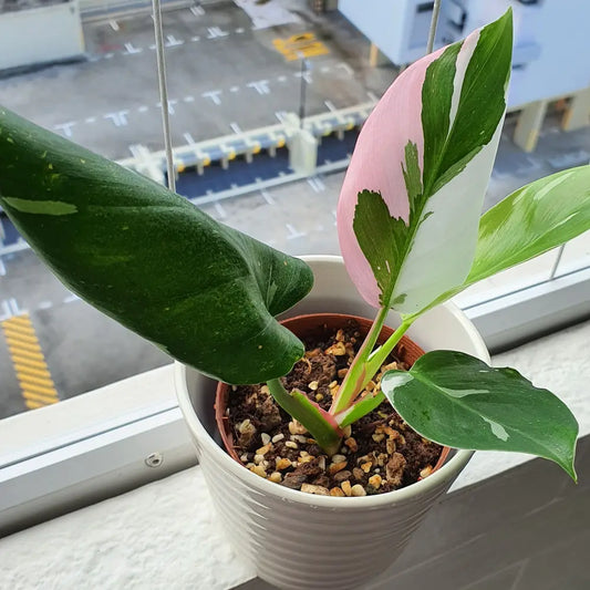 Philodendron 'White Princess'