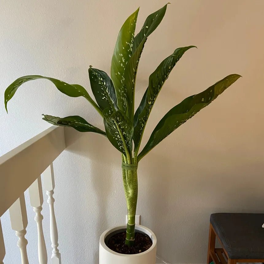 Dieffenbachia 'Crocodile' - Ladybird Nursery