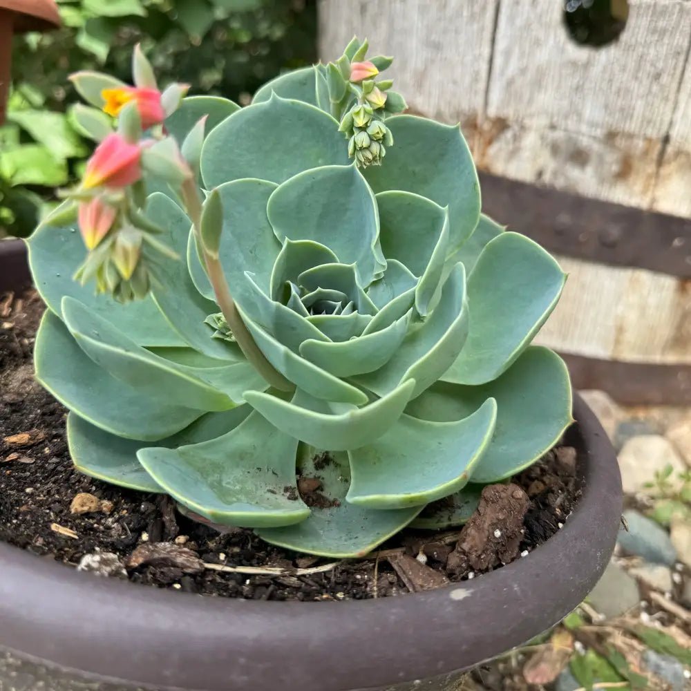 Hens and Chicks Metal (Echeveria Blue) - Ladybird Nursery