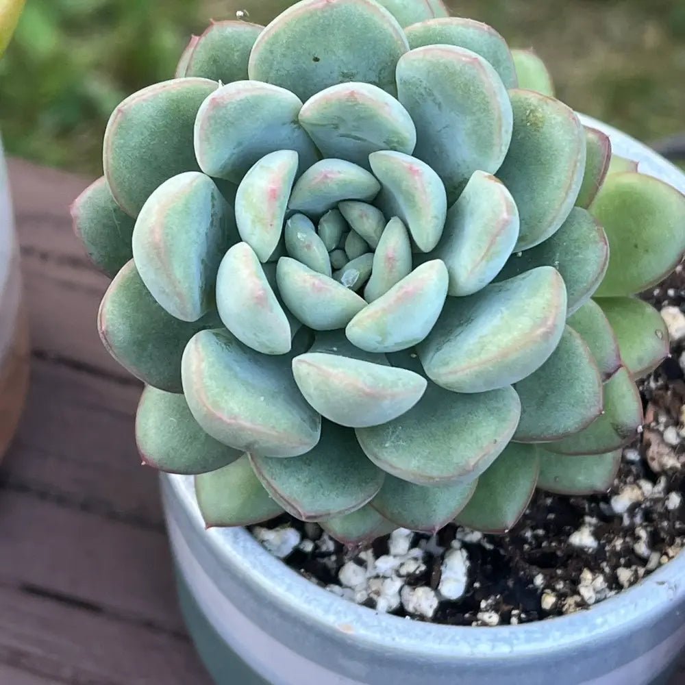 Assorted (Sedeveria spp.) - Ladybird Nursery