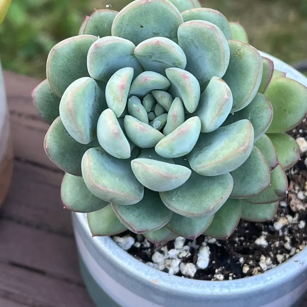 Assorted (Sedeveria spp.)