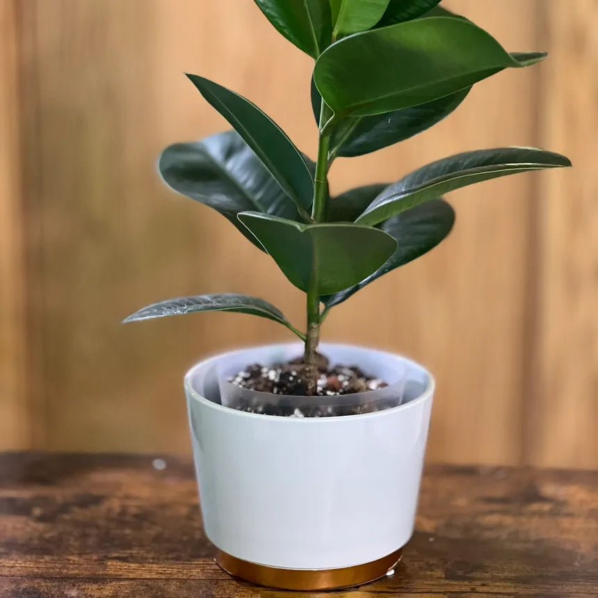 Sophie Rubber Plant (Ficus elastica) - Ladybird Nursery