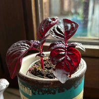 Bloodleaf Assorted (Iresine spp.)