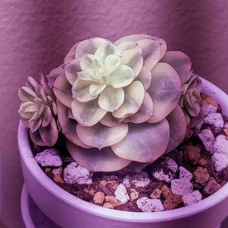 Assorted (Sedeveria spp.)
