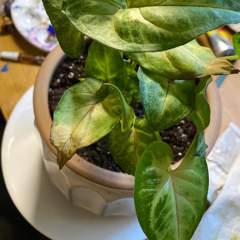 Syngonium Mango Allusion™ - Ladybird Nursery