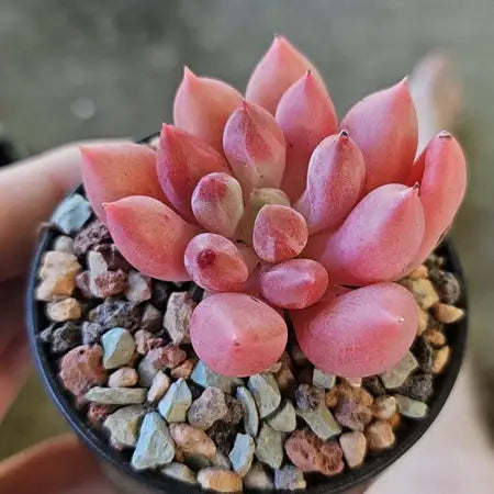 Assorted (Sedeveria spp.)