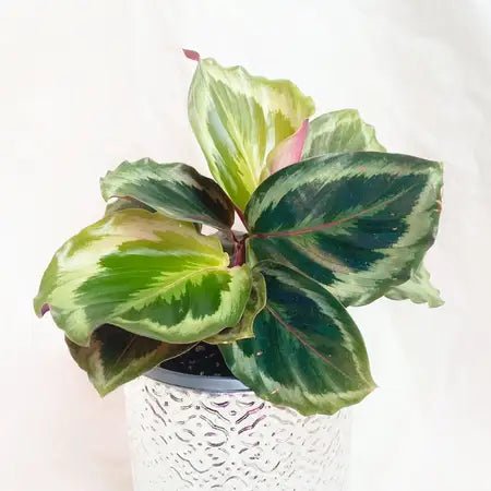 Prayer Plant (Calathea Julia) - Ladybird Nursery