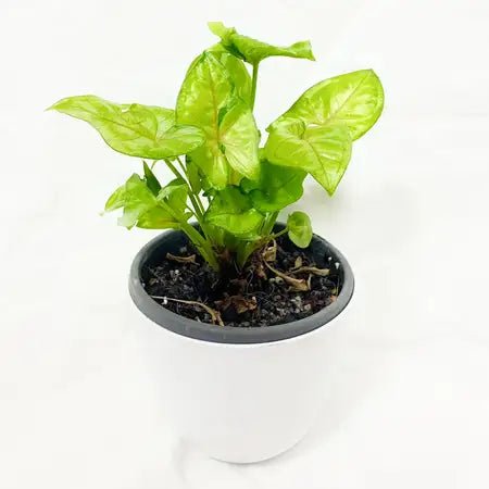 Syngonium Sunshine - Ladybird Nursery